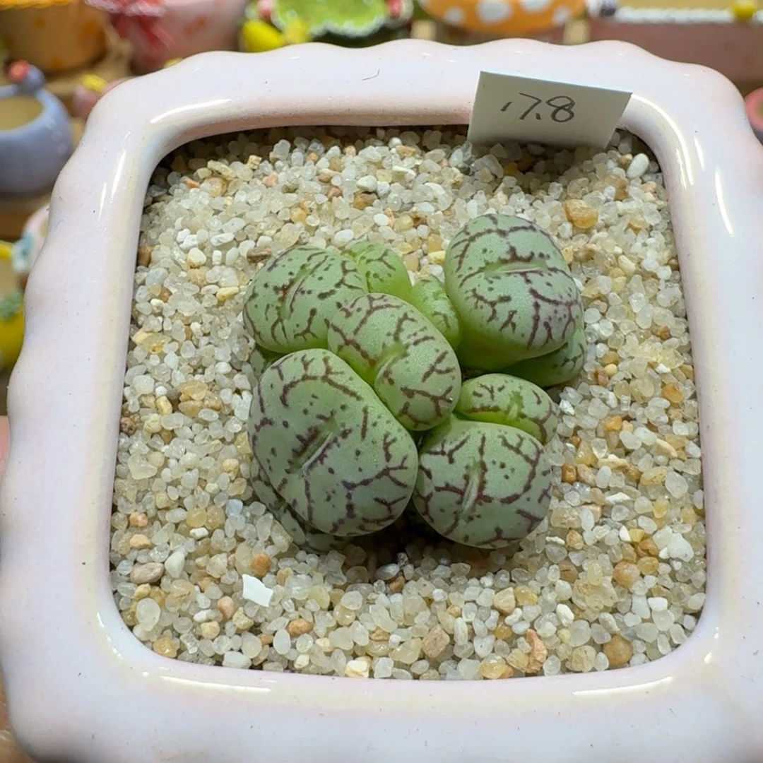 蘑菇1049猴脸安贞多肉植物