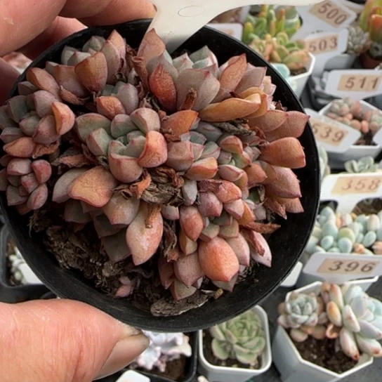 381蓝宝石一物一拍多肉