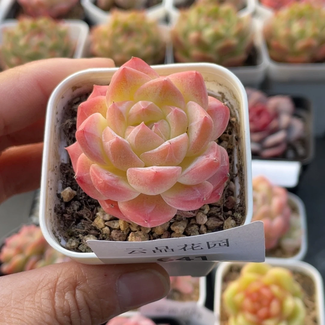 狗***嘛641号糖心冰心珍妮