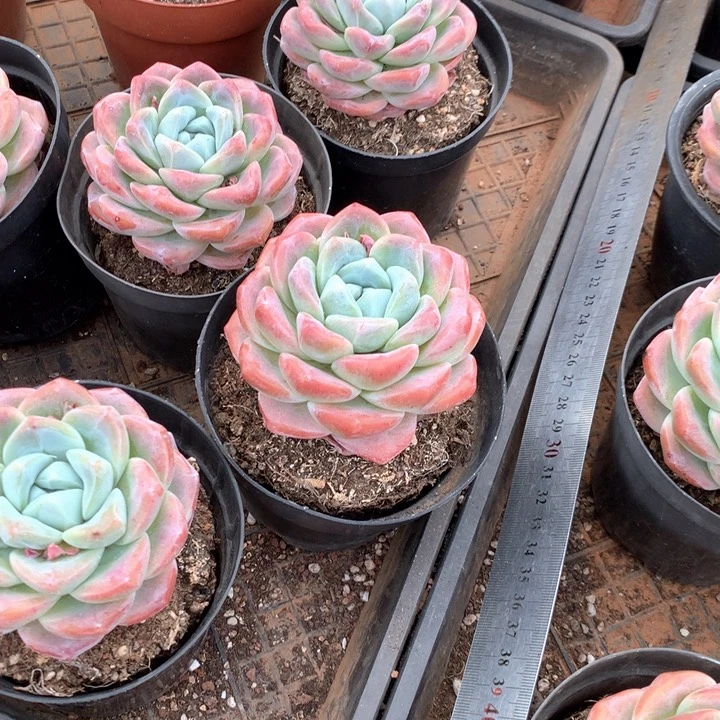 带盆土老桩冰玉两单包邮