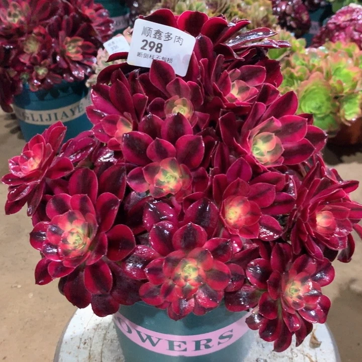 298美杜莎多肉植物