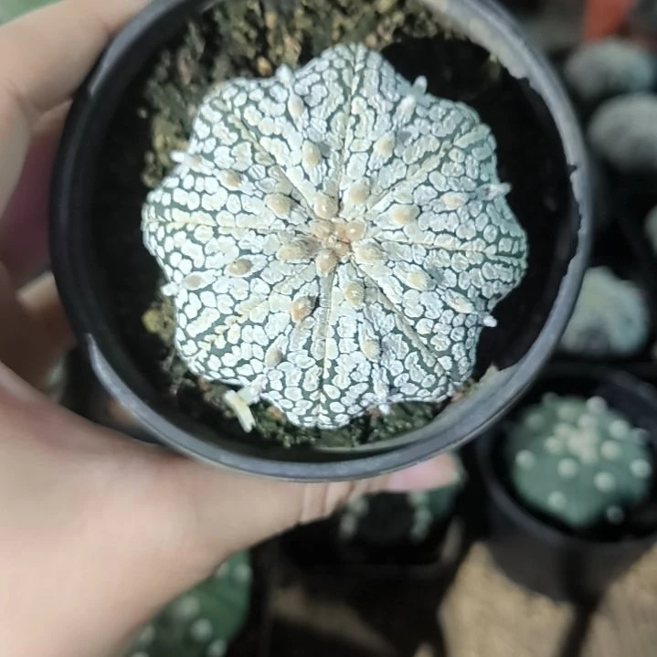奇迹兜一物一拍5.8