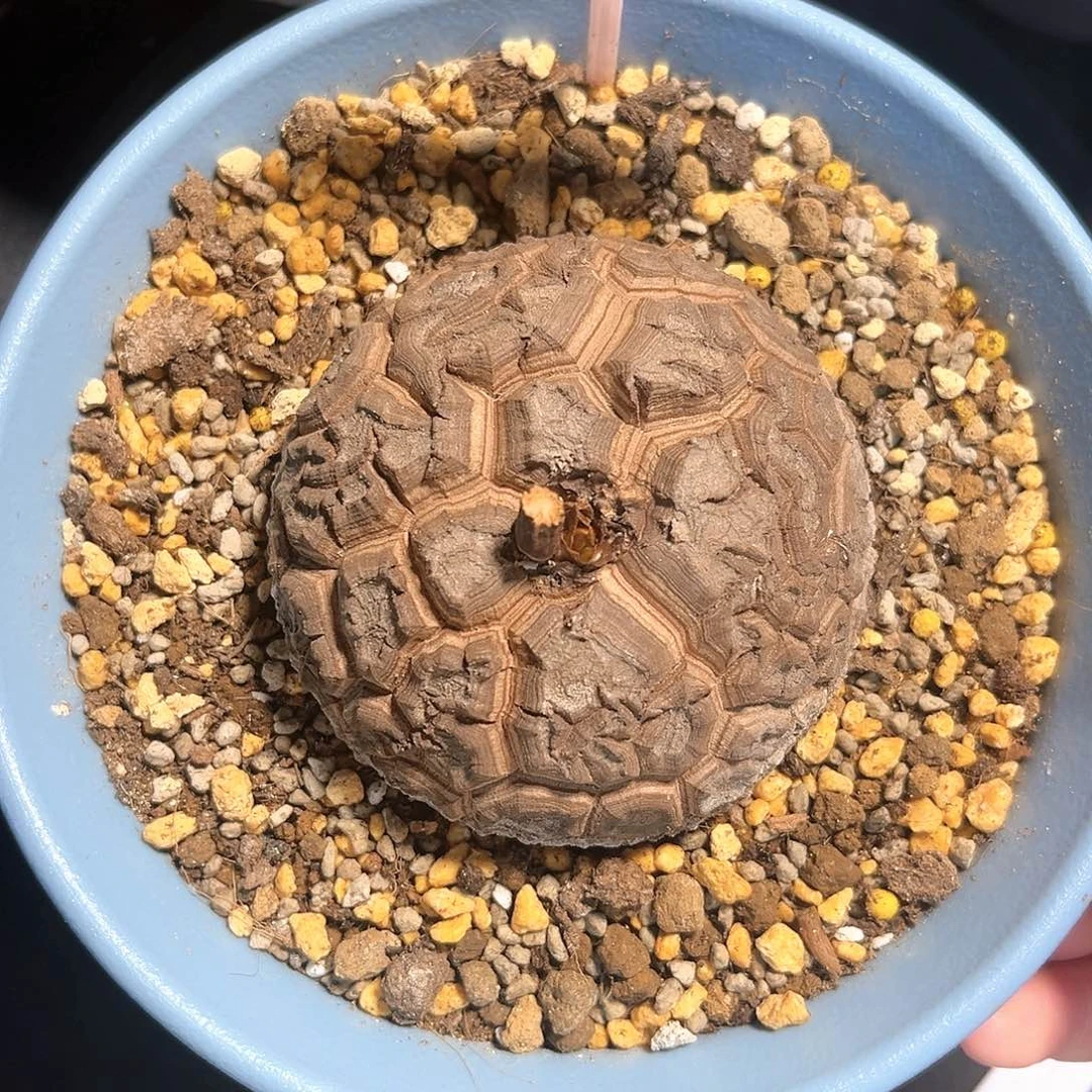 641龟甲龙7.6公分