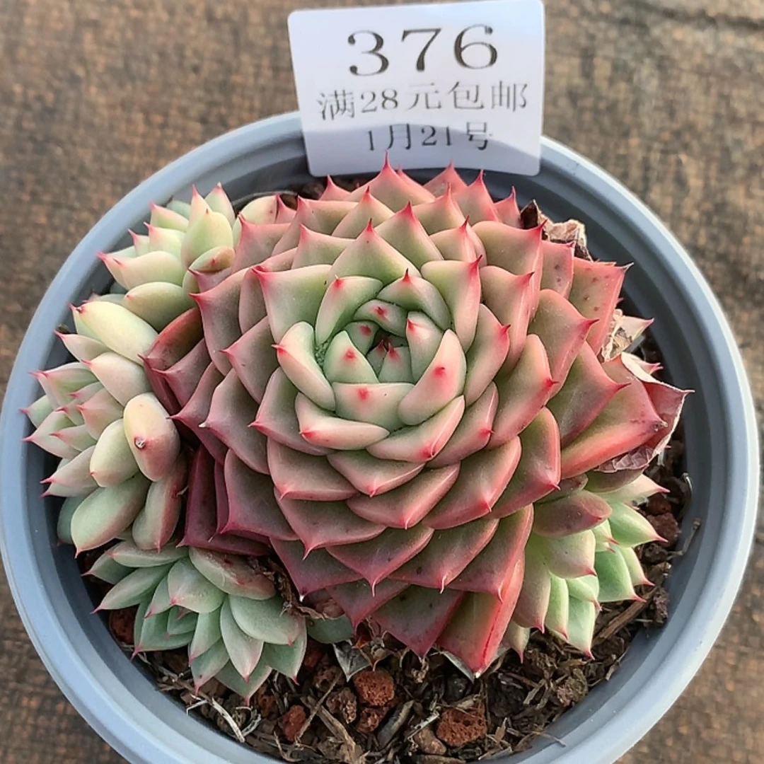 【闪购商品】云376