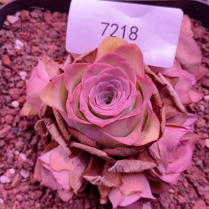 7218山地玫瑰花群