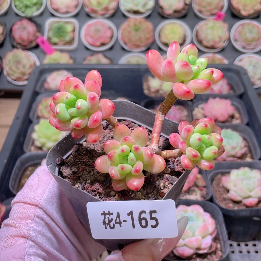 花利美4-165香格里拉