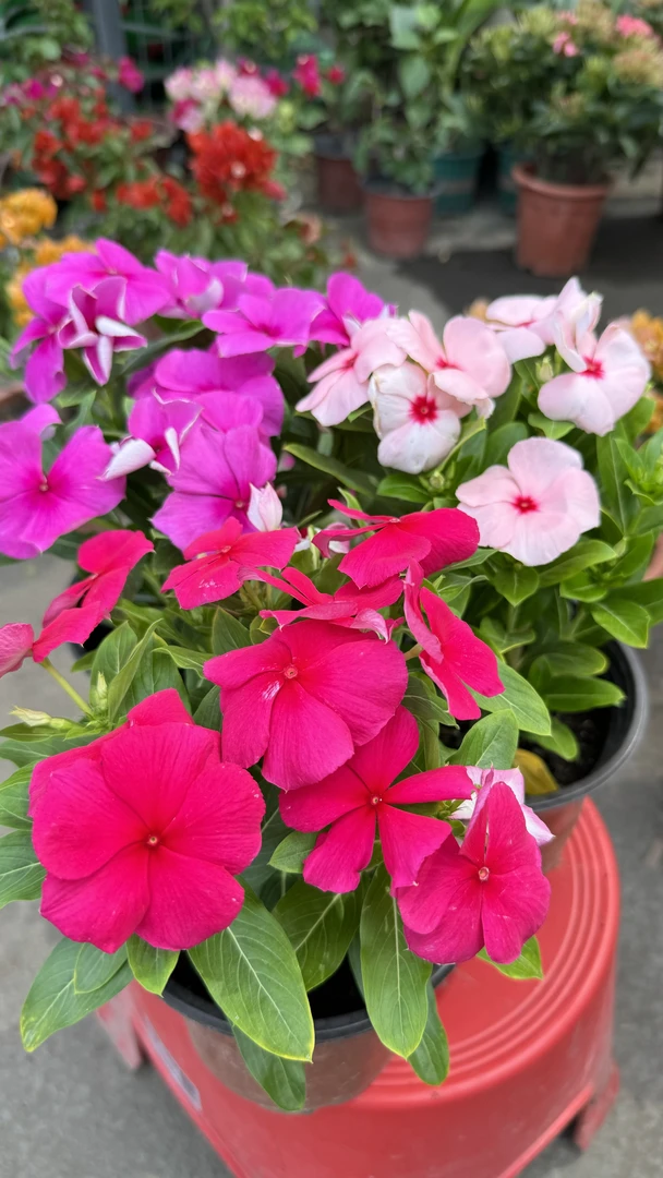 新疆包邮天天开花卉