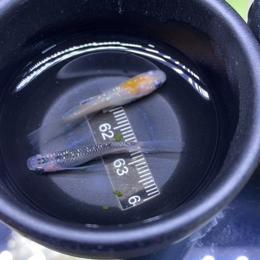 青鳉鱼星光灿烂5号