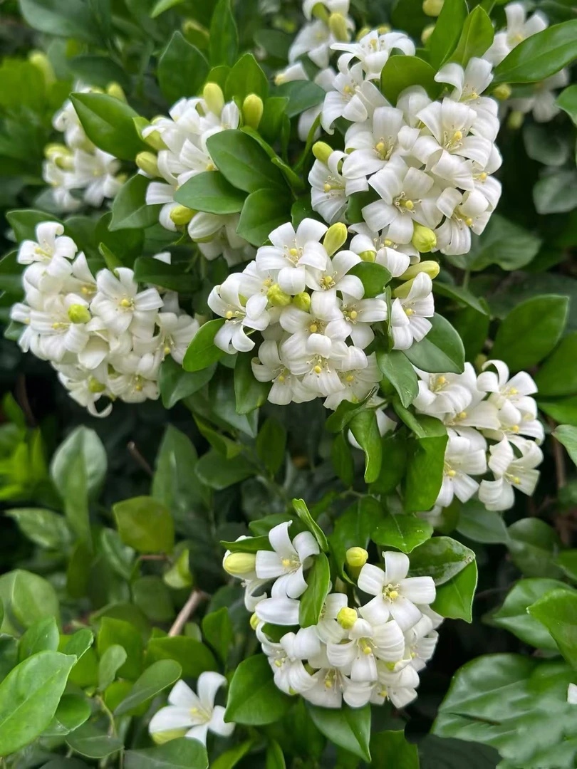 九里香盆栽开花浓香型花卉七里香绿植开花室内植物多季开花带香味