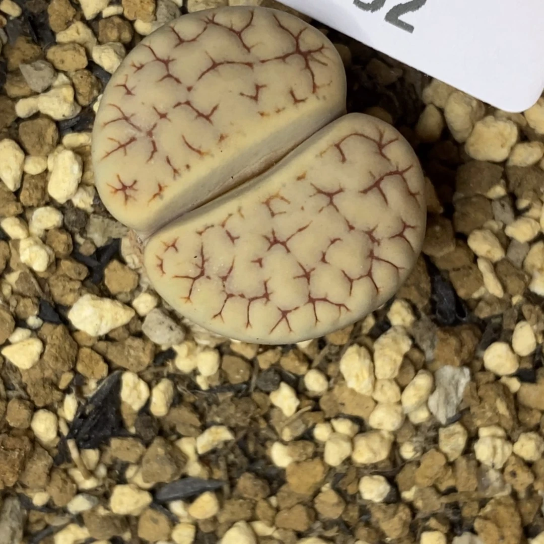 7052。189荒玉。。。。。。