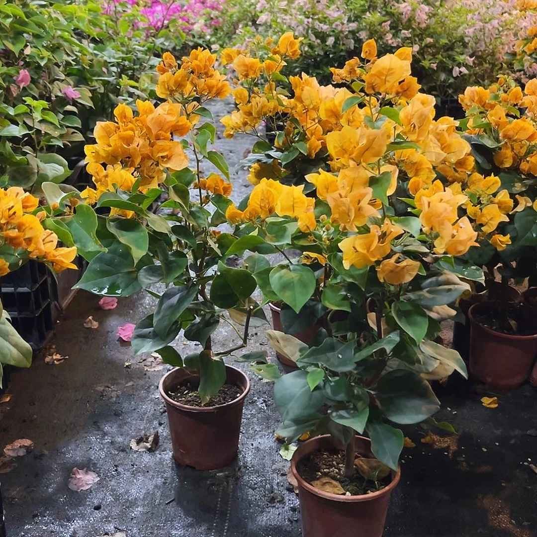 完全开放加州黄掌中宝一颗