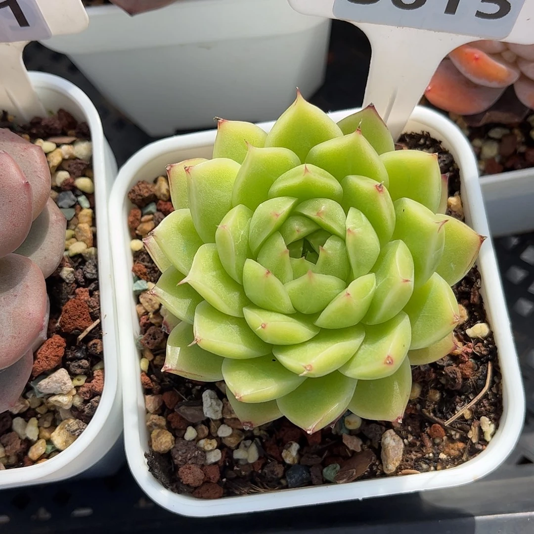 多肉植物3615 一定要拍个冷链哦