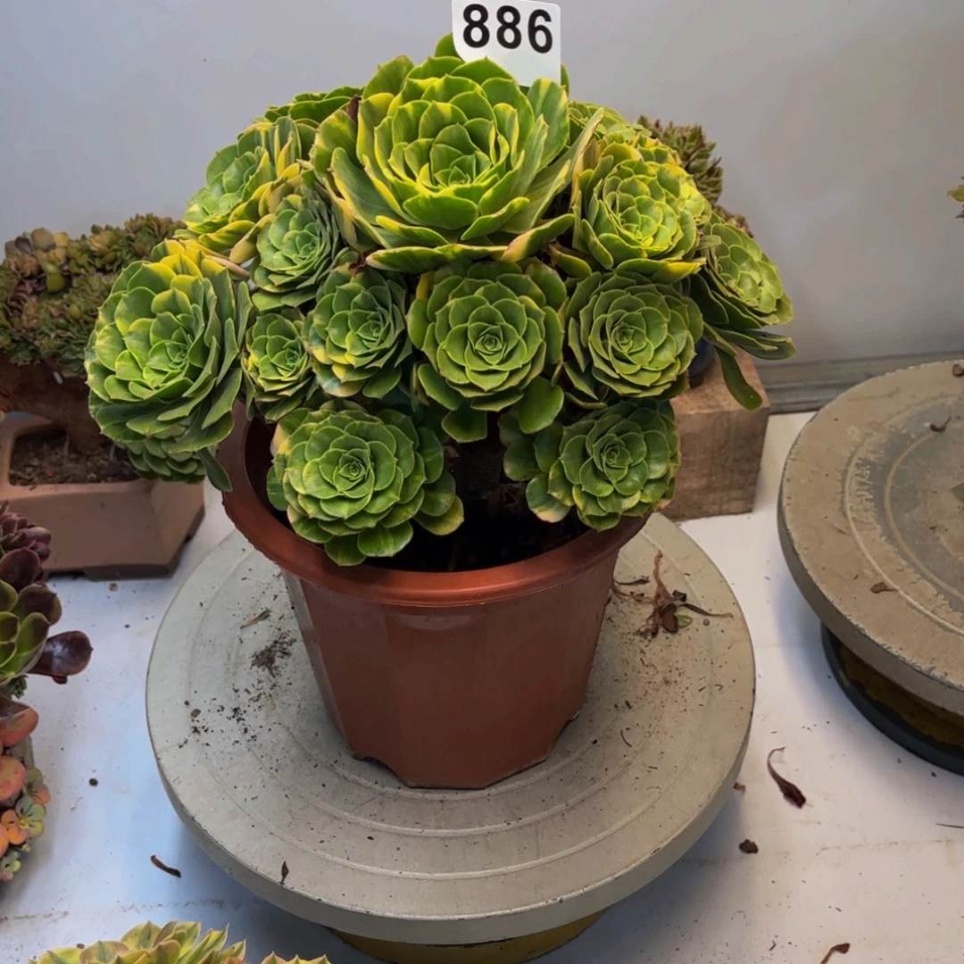 四***首多肉植物五彩琉璃866有干巴