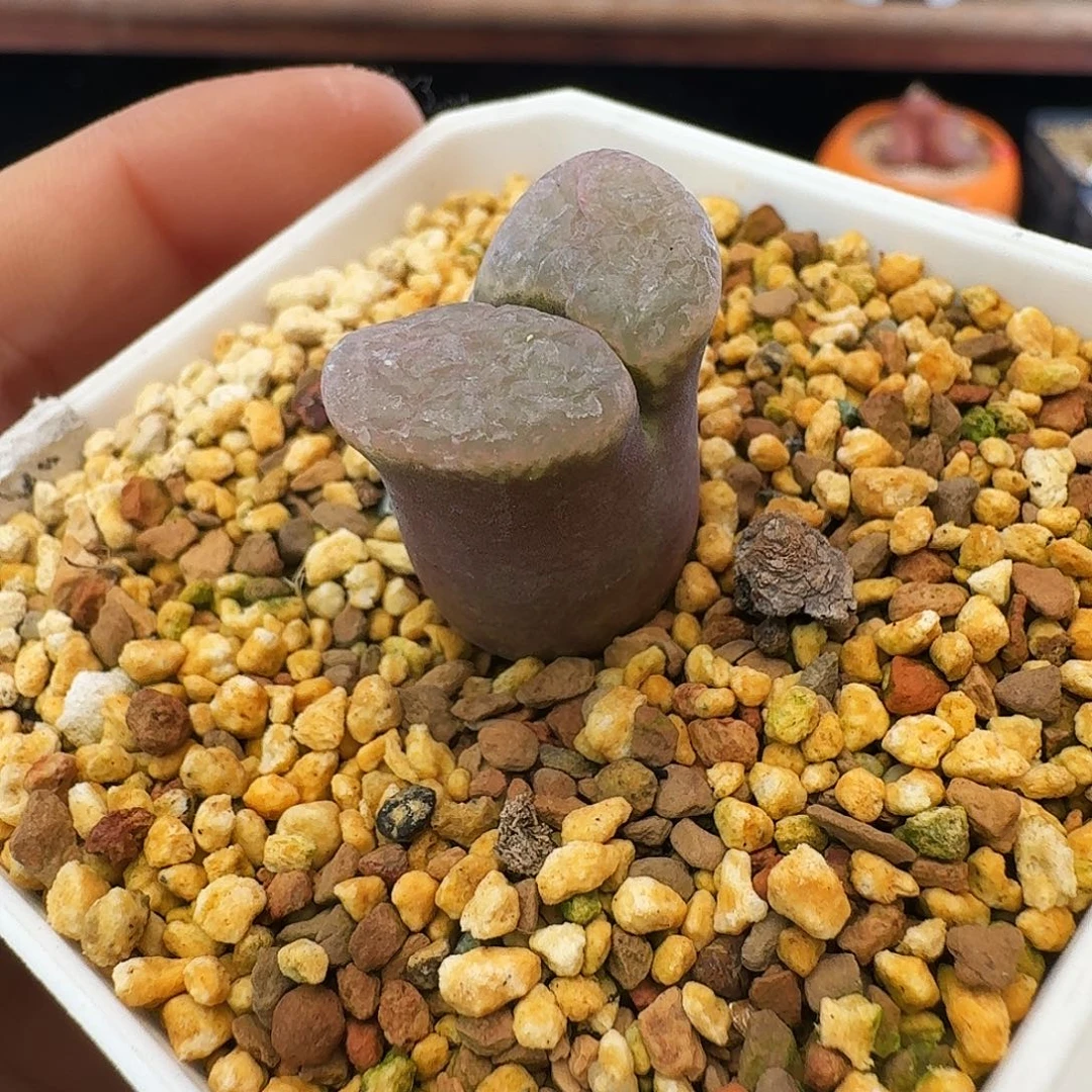 多肉植物福利风铃270