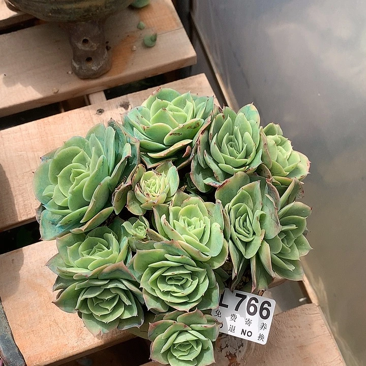 杂交捧花 无砍 9.27号左右发