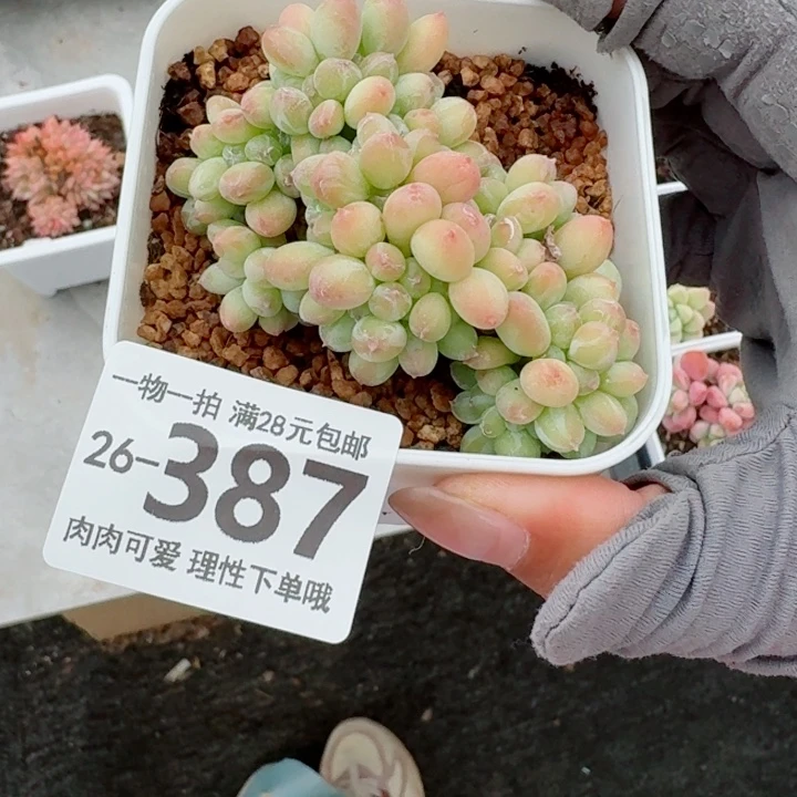三日月美人缀化多肉无盆土发货