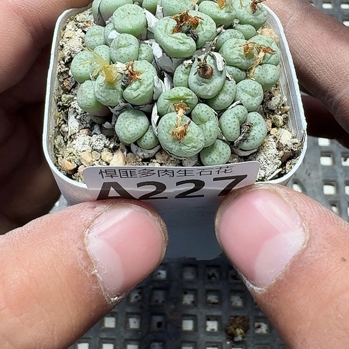 227 多肉植物多肉植物