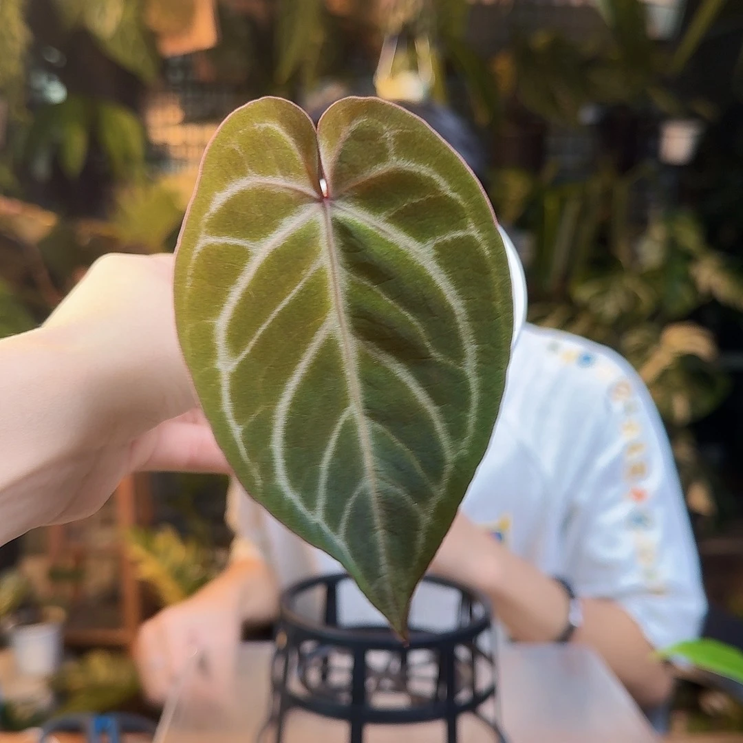 术***苏完全开放一物一拍Q49