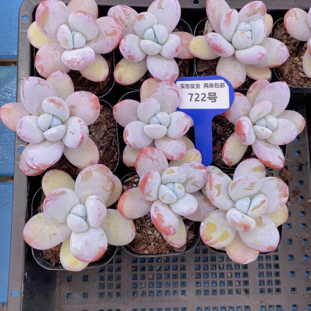 722号雪美人单头带腿一个