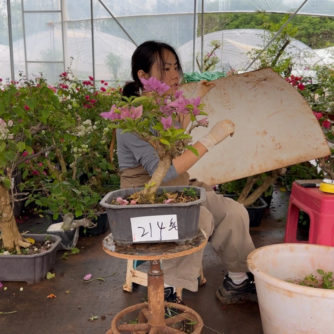 大部分花苞少量开放金夫人 214