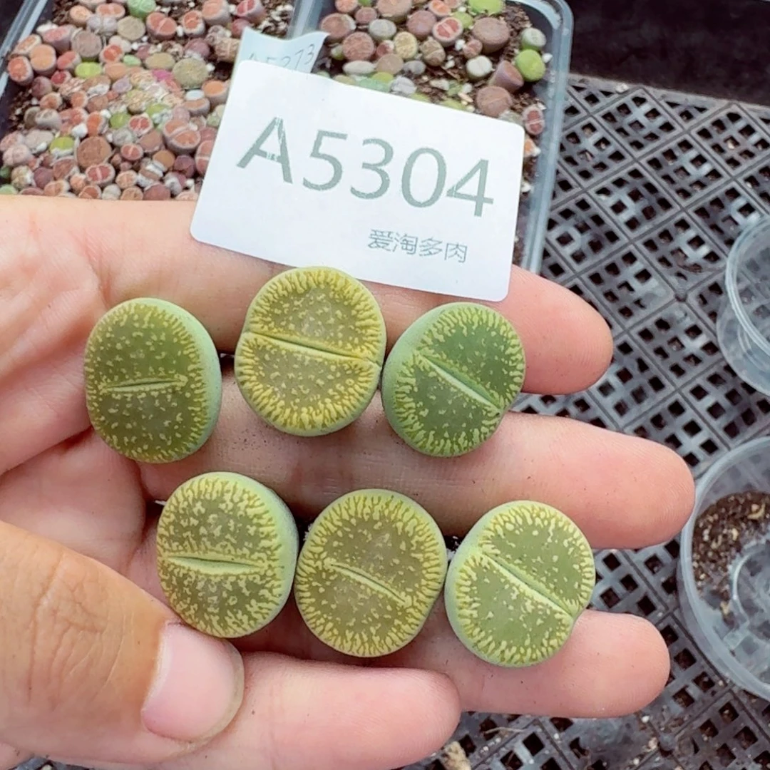 5304——生石花 肉锥