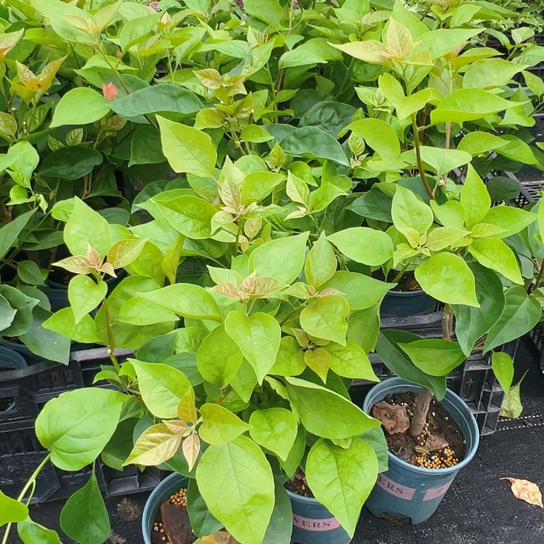 大部分花苞少量开放同安红掌中宝一棵