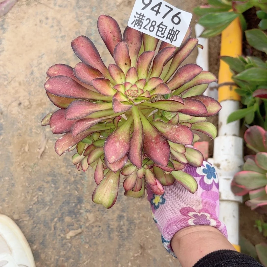 E.    9476魅力多肉