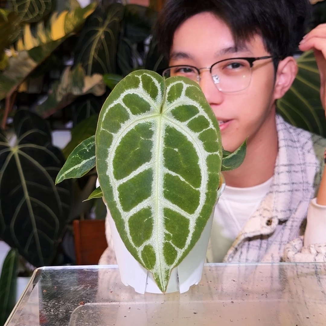 完全开放R94撕裂纹杂小钻石