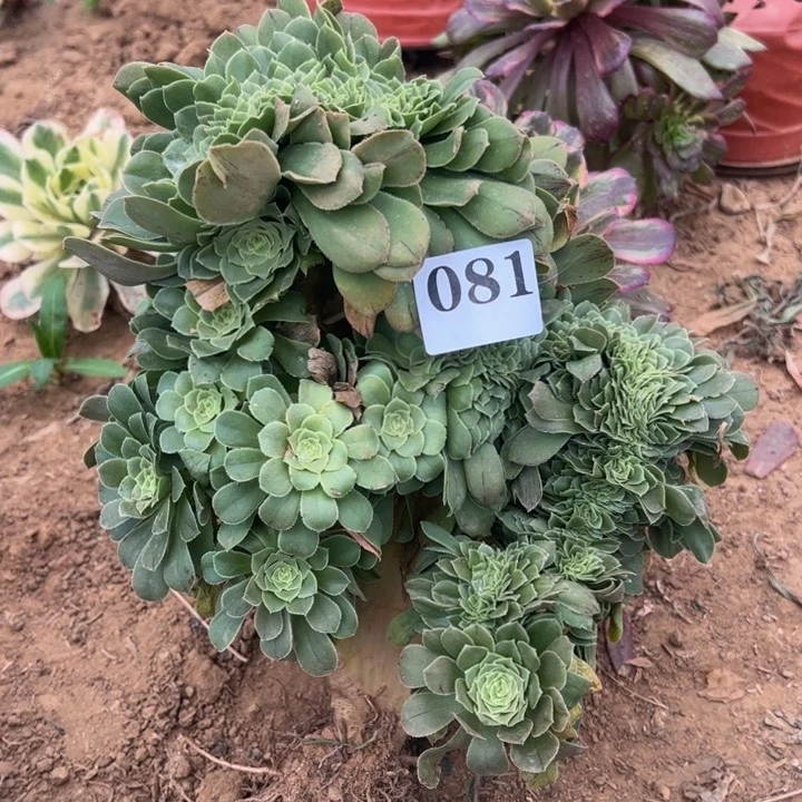 绿缀多肉植物081