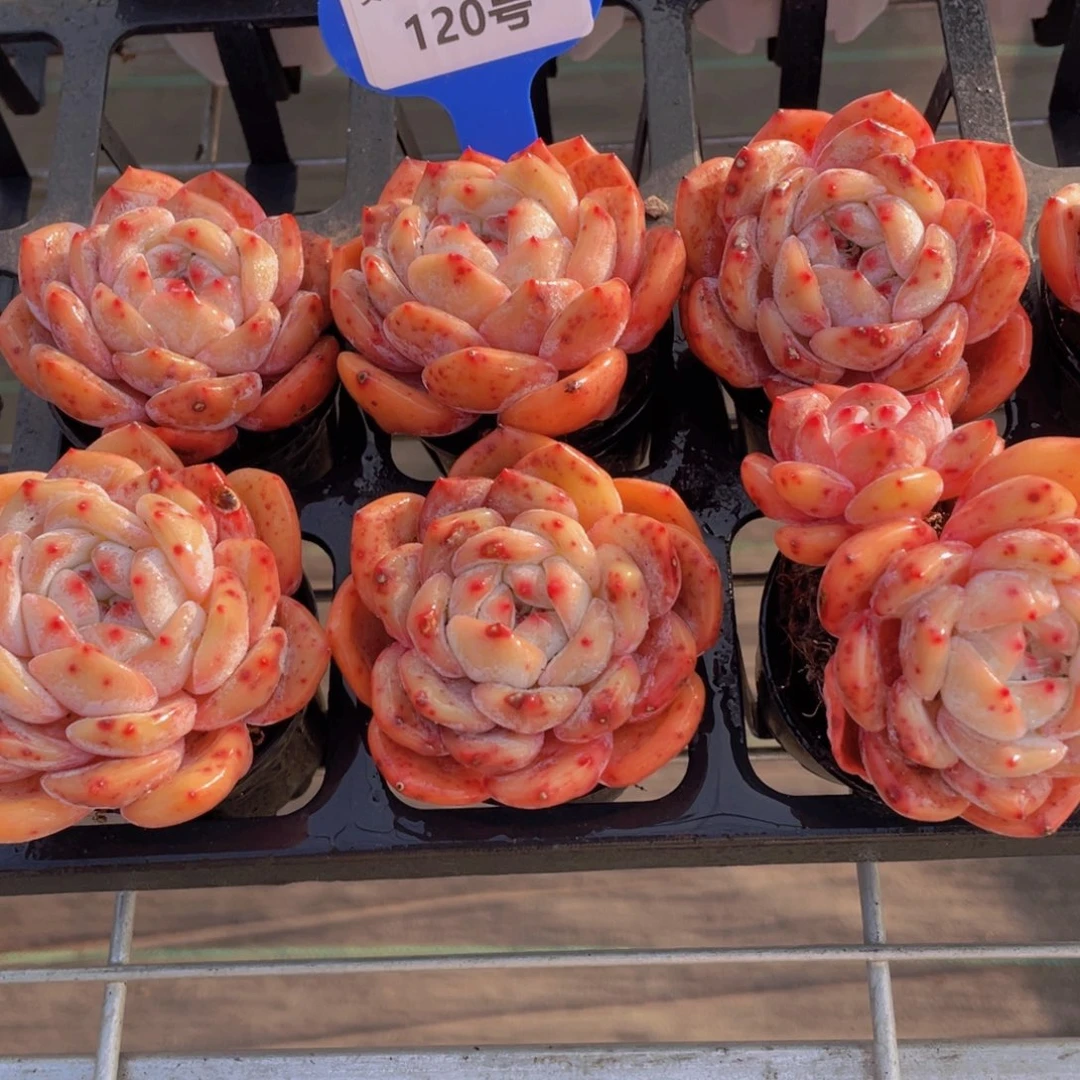 120号 石榴籽梦露单头起两个