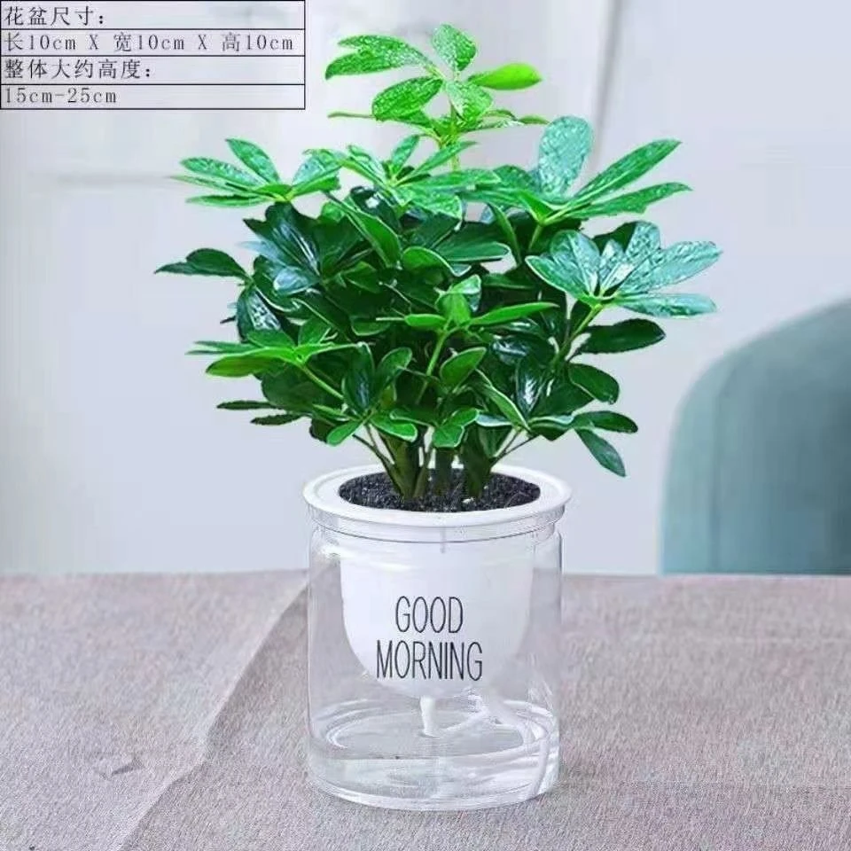 八方来财绿植鸭脚木盆栽室内客厅网红好养招财树四季常青花卉大全