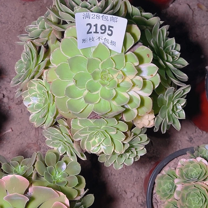2195莲花座多肉植物