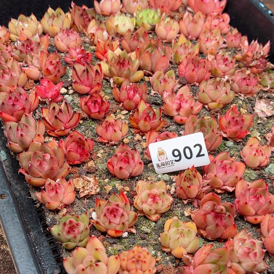 温**阳多肉植物多肉植物