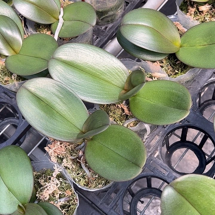 当前无花栽培后可以开花拉菲3.0杯苗