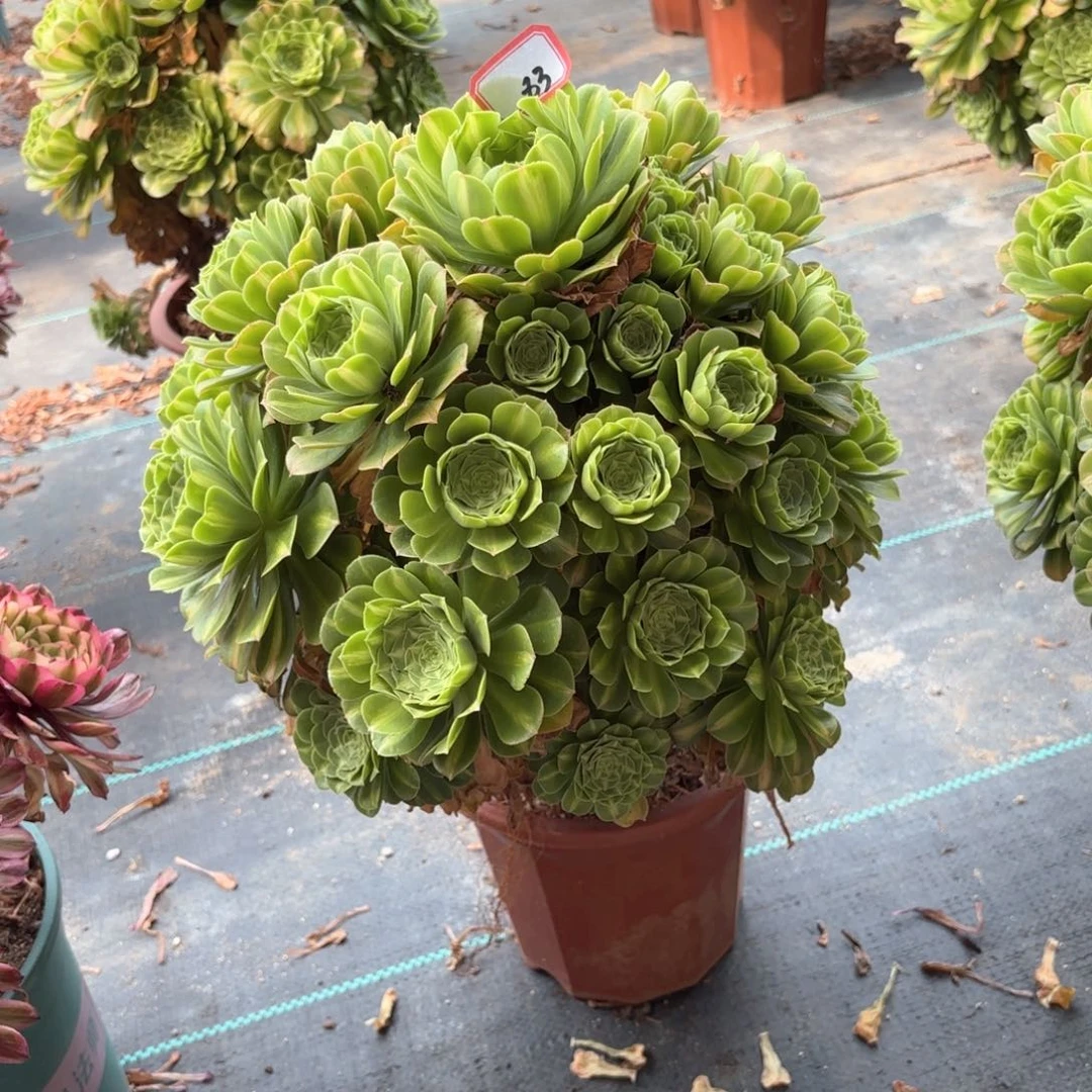 无花朵83翡翠琉璃多肉植物