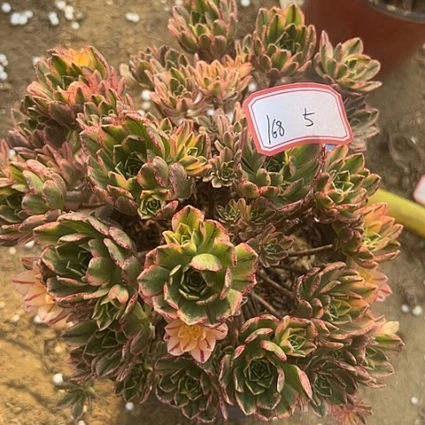 多肉植物甜茶168