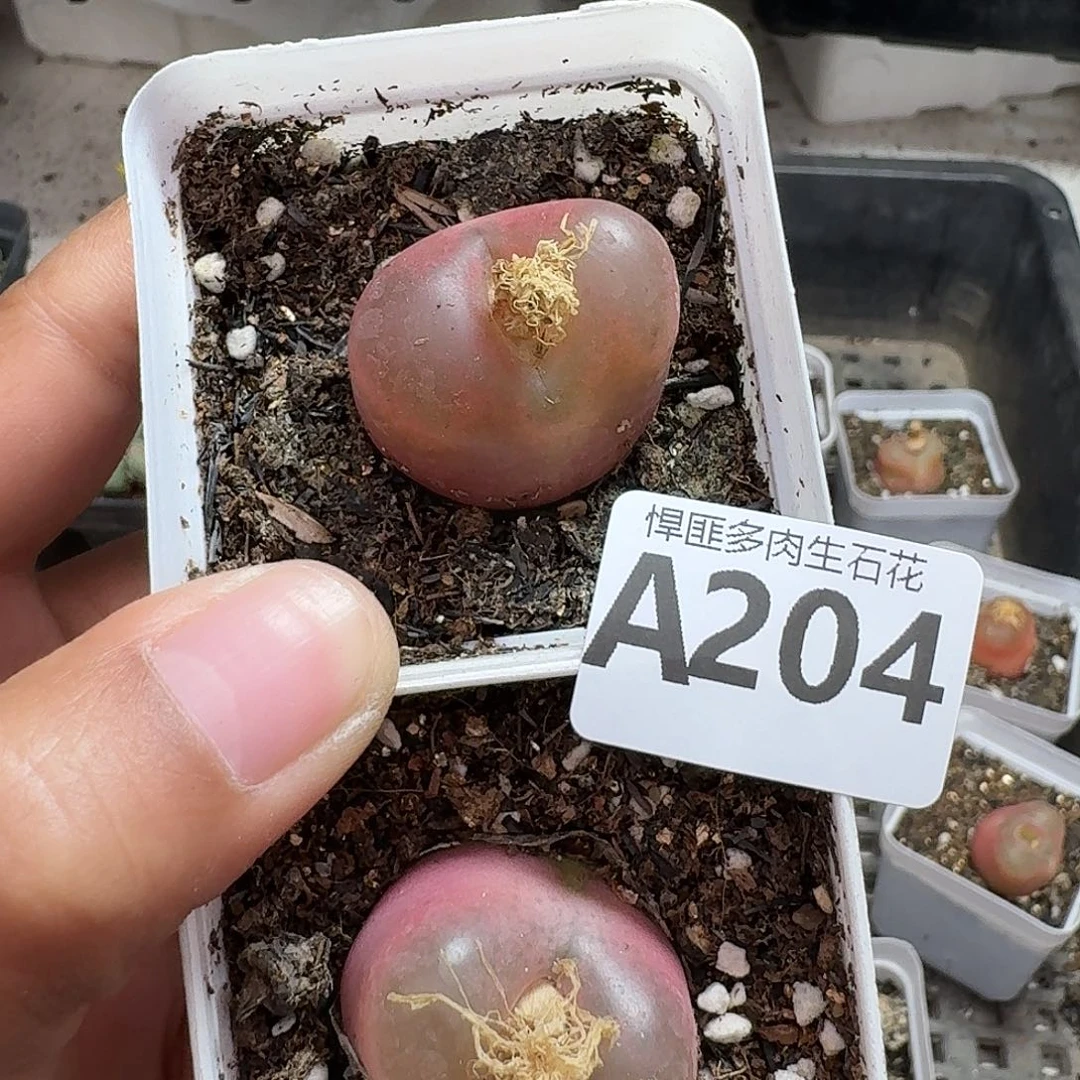 204多肉植物多肉植物