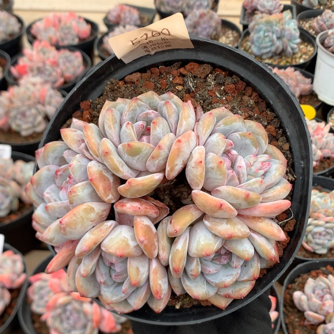 13厘米五头紫皮石榴籽 无砍 5760