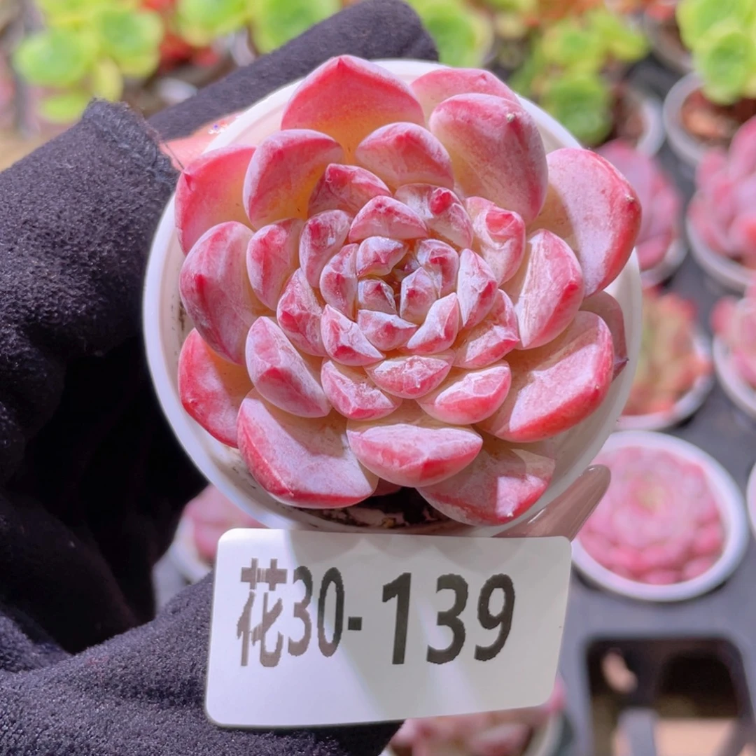 花利美30-139果汁