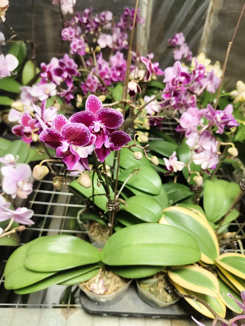 《金边蔓越莓》2.8寸杯带花小花形