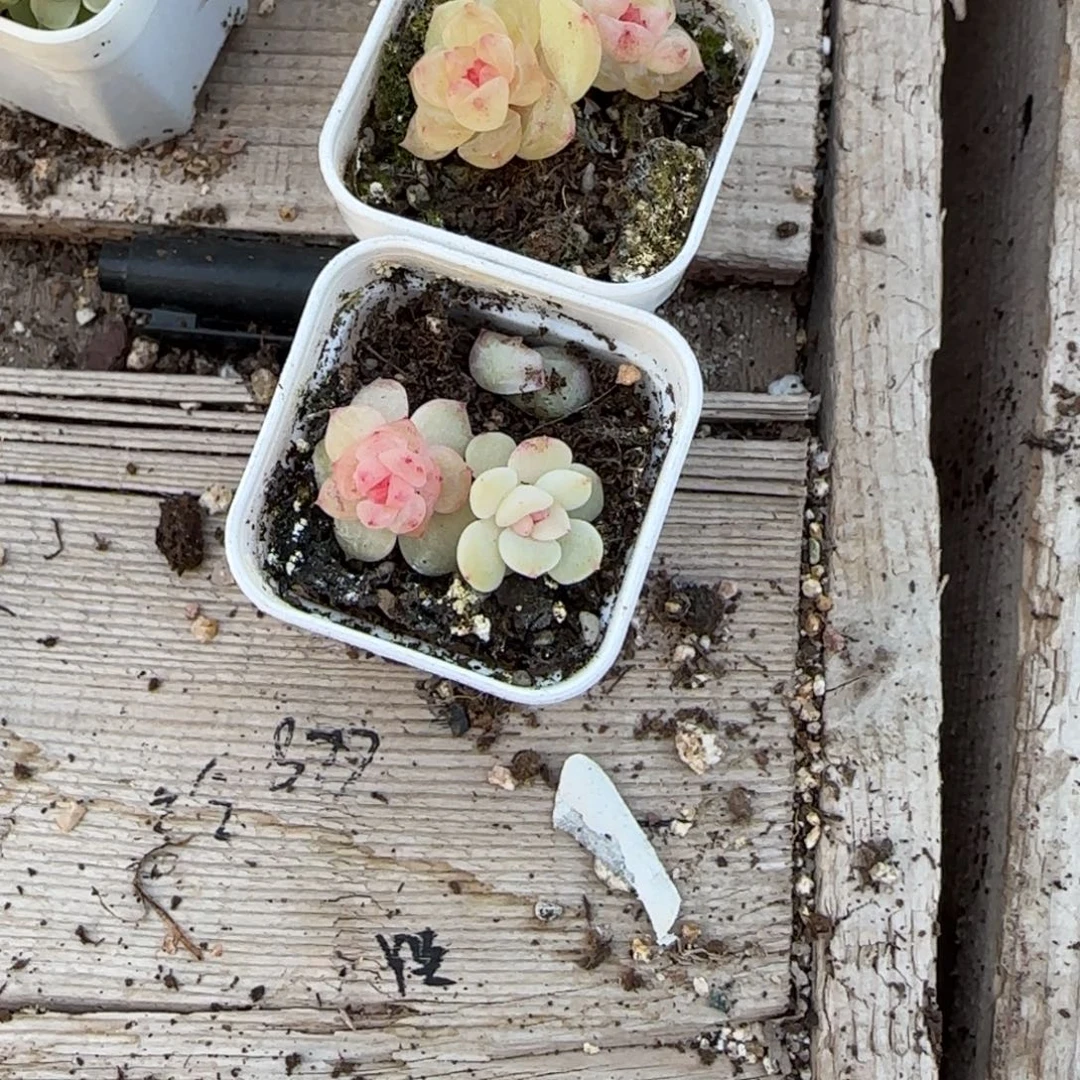 毛***羡1703两盆满25包邮