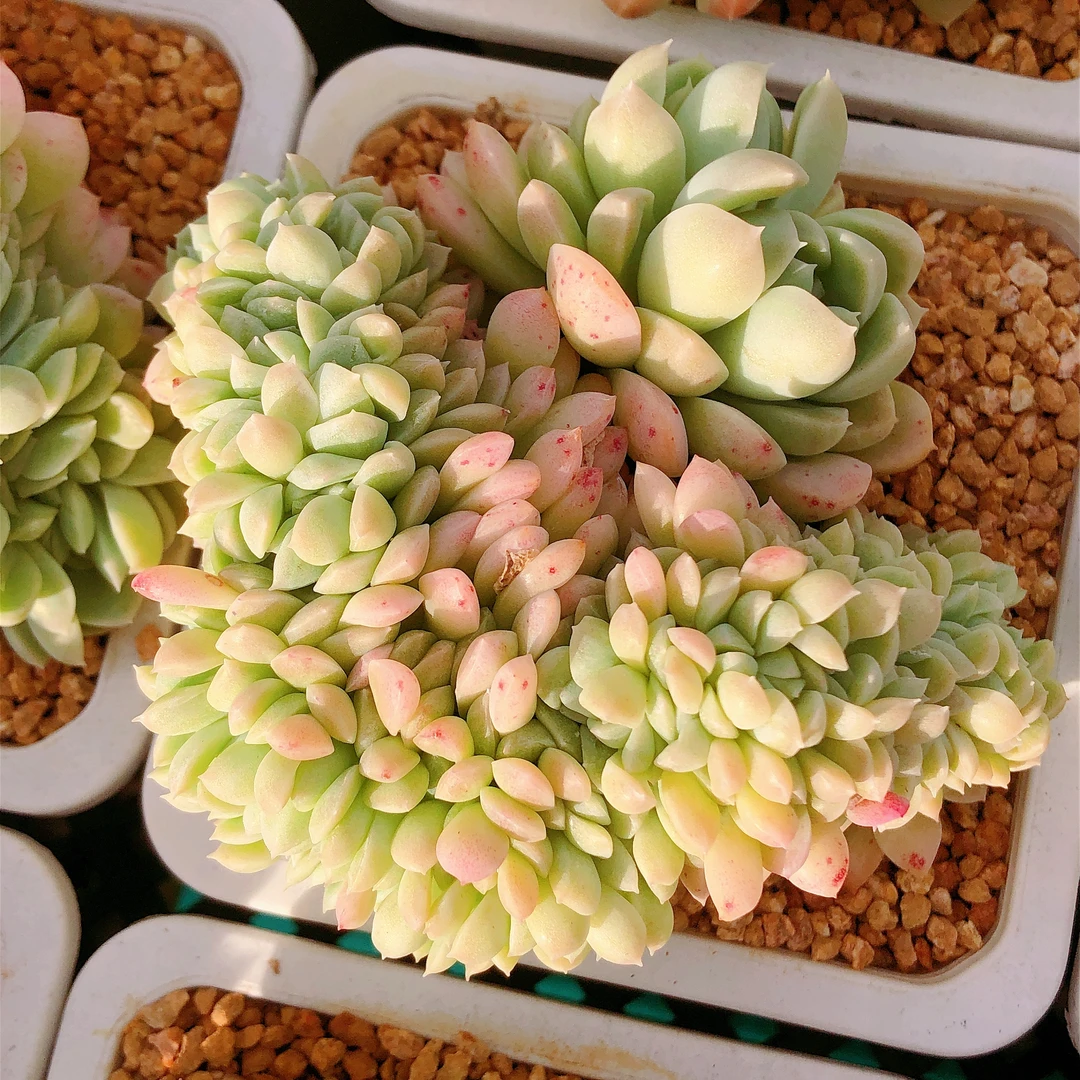 多肉植物  白月光大缀化一颗（尺寸9-10左右）满28包邮除偏远