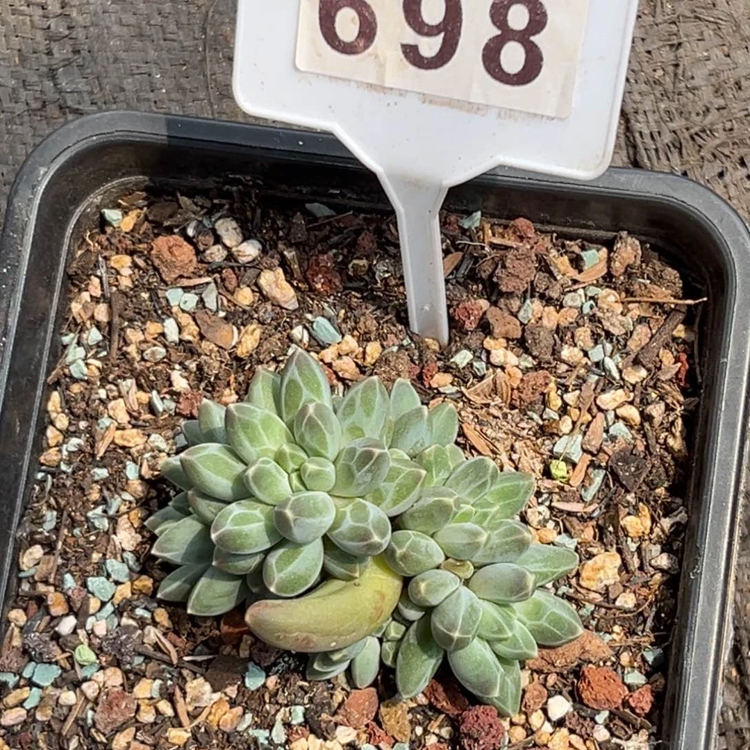 多肉植物伊卡鲁斯群698