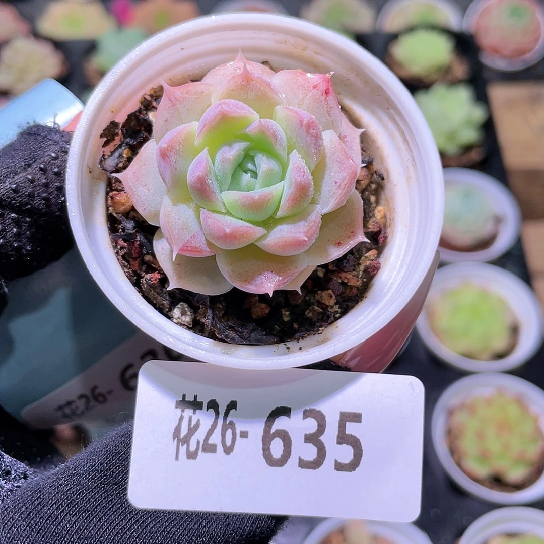 花利美26-635新品