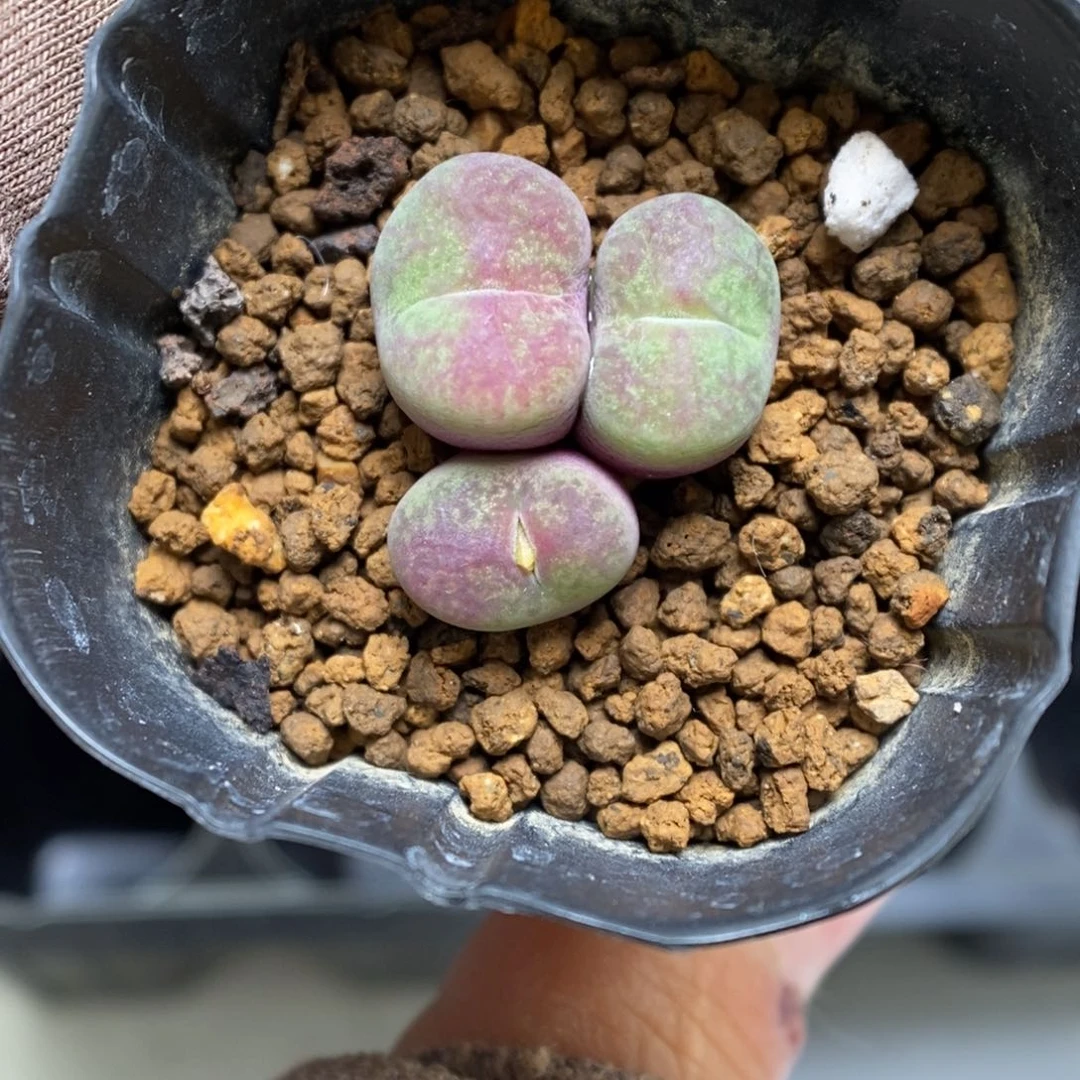 多肉植物肉锥杂交K-3582 墨杂