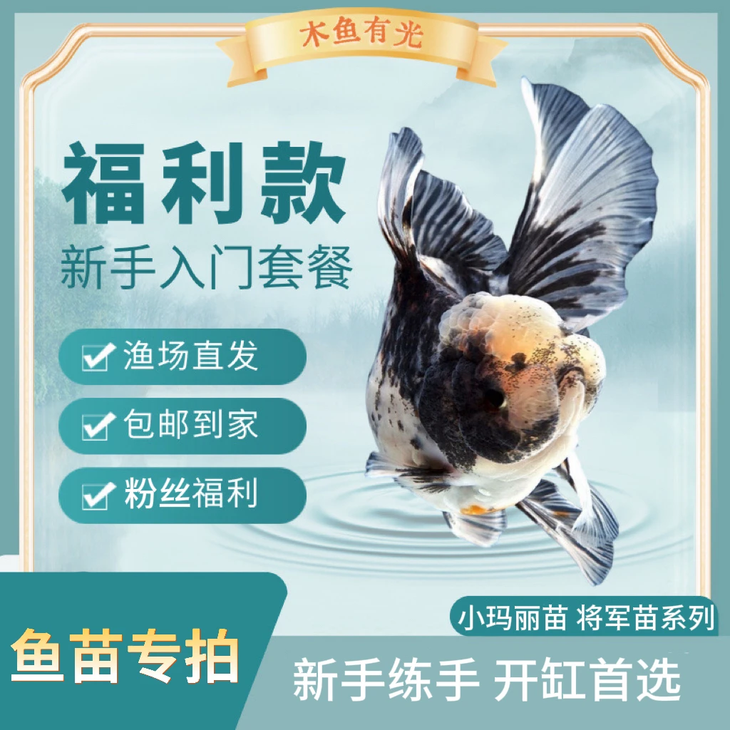 自留mini玛丽鱼苗3选将军鱼苗印尼鱼苗包邮新手推荐性价比套餐