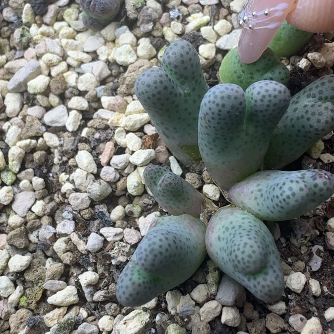 92号7头斑马一物一拍