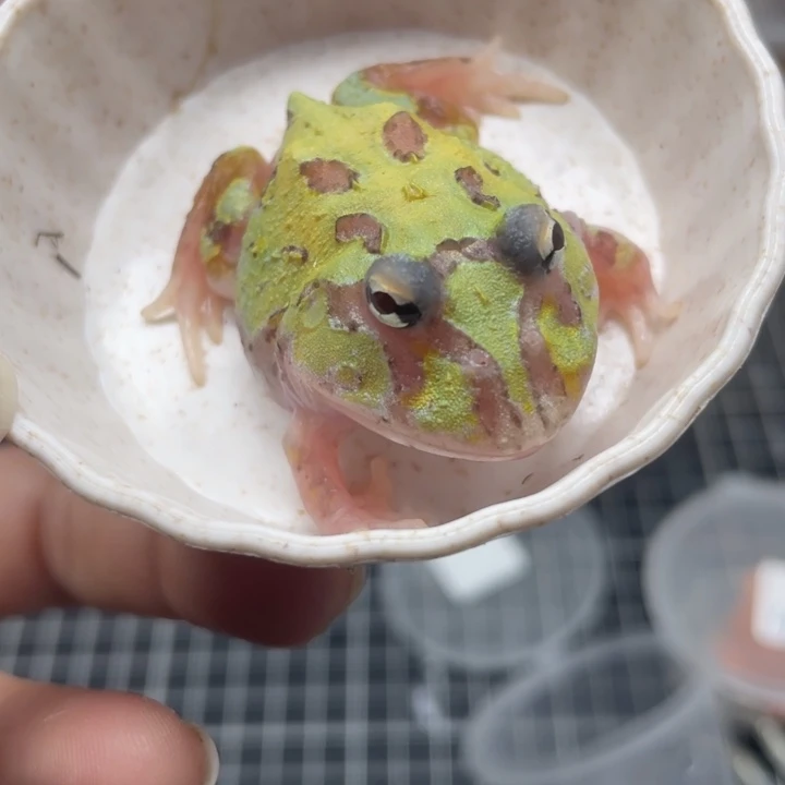 角蛙变异2基因角蛙