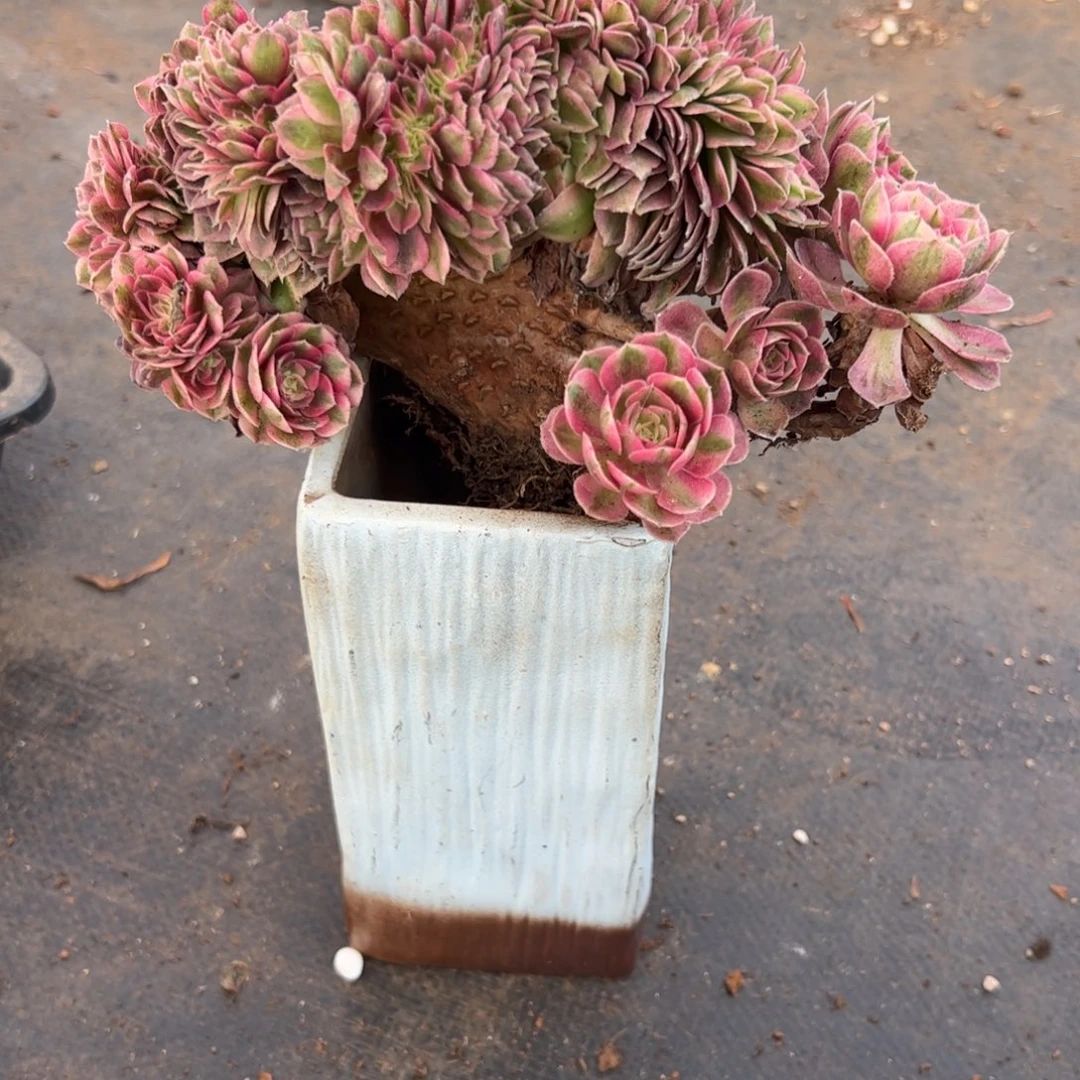 荔枝朵朵缀化老桩