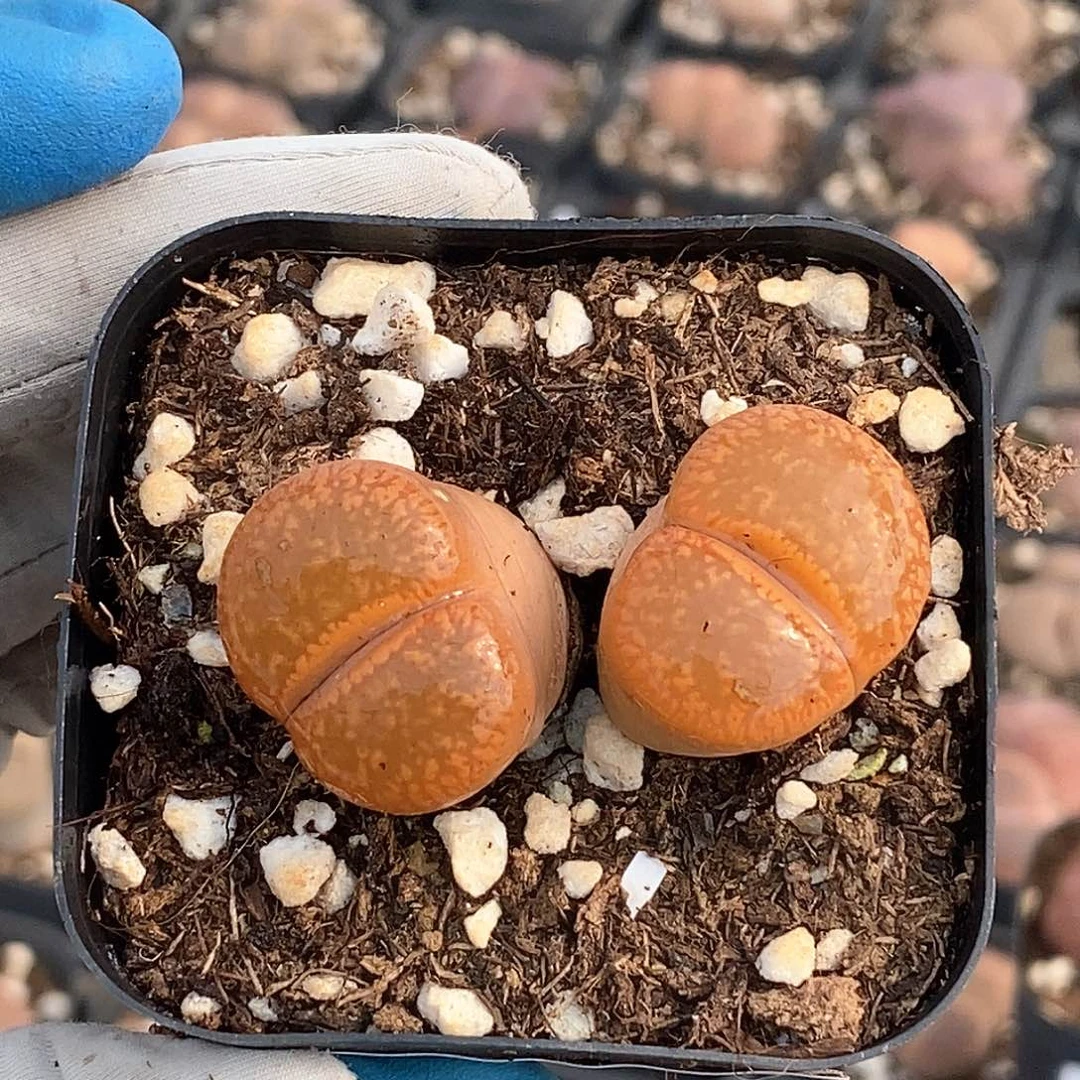 440 荧光橘日轮母本 脱土